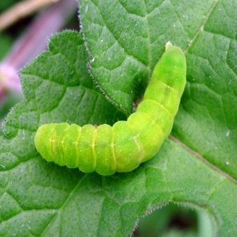 Angle shades moth caterpillar