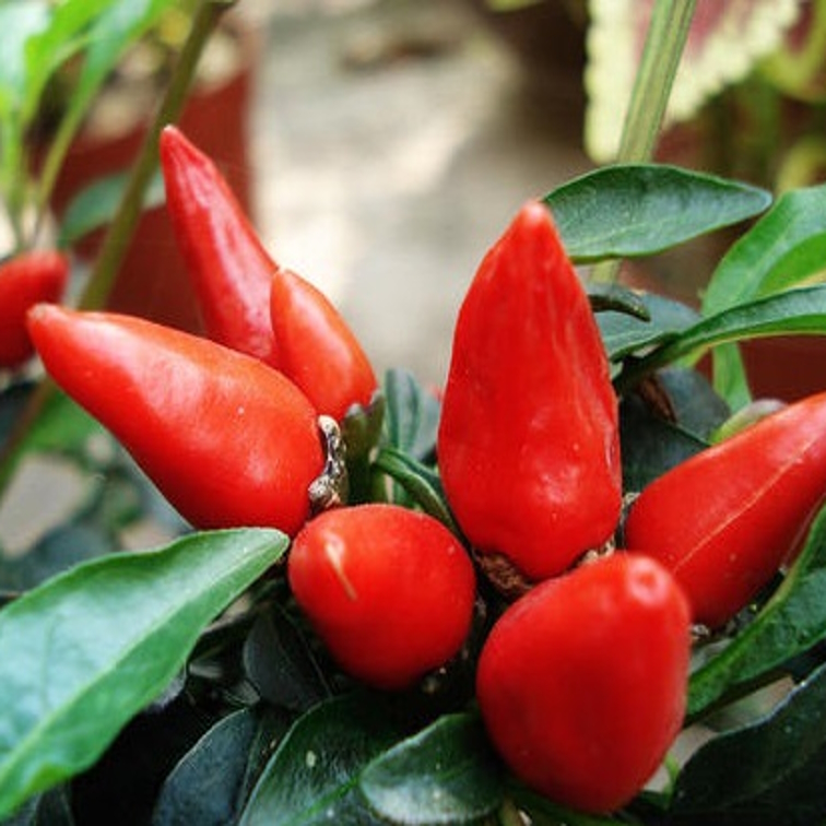 Aurora Facing Heaven