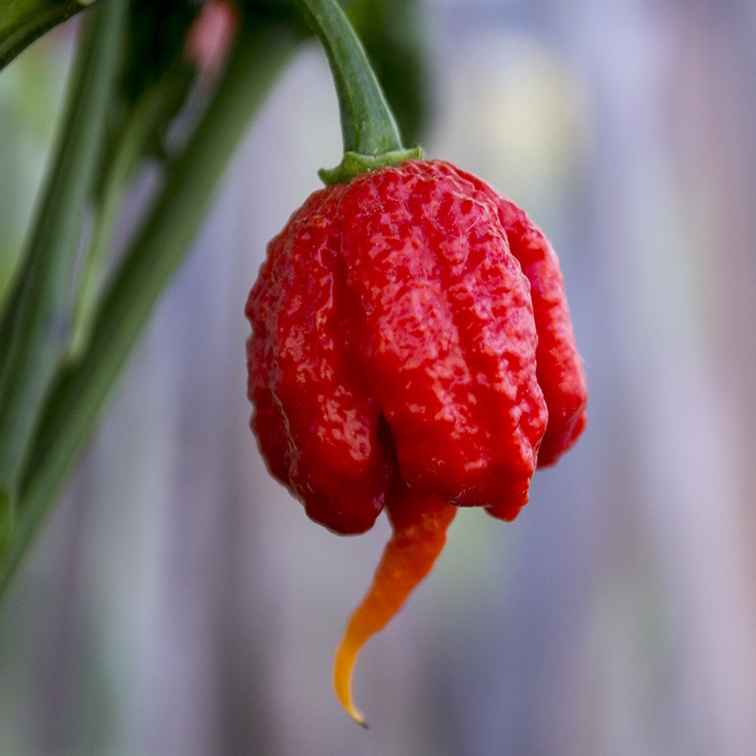 Carolina reaper