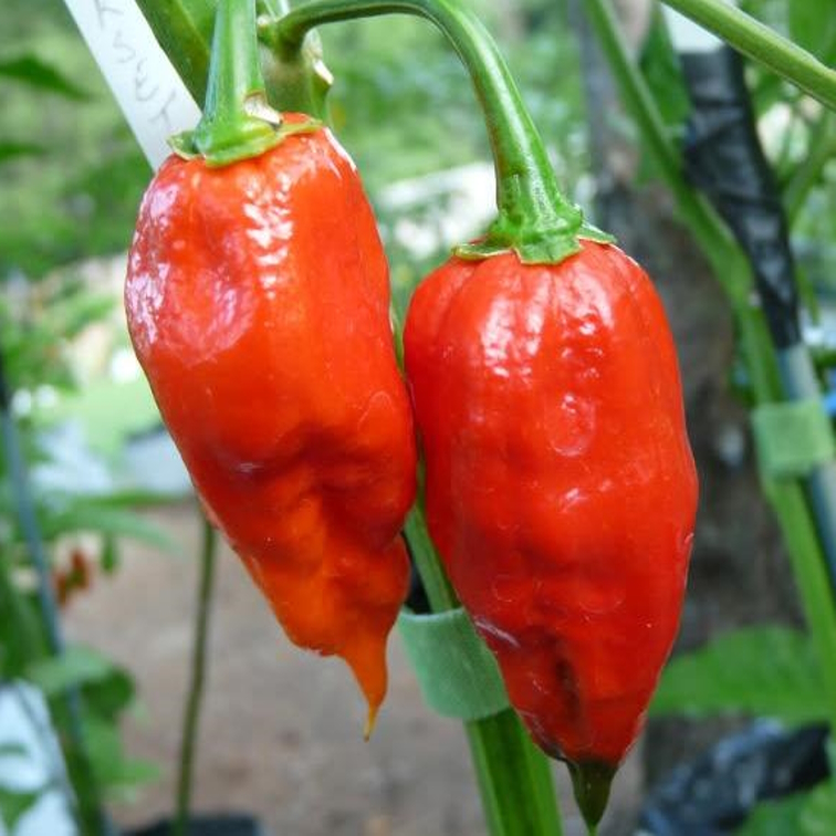 Dorset Naga