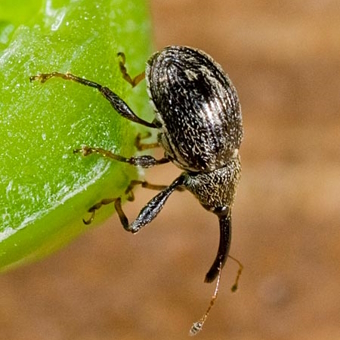 Pepper weevil