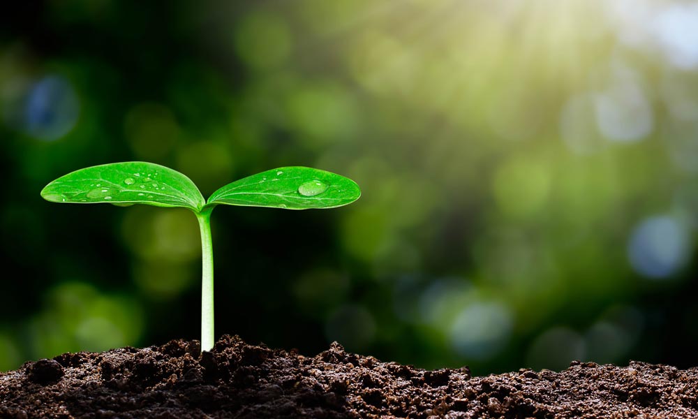 climate-change-plant-shoot