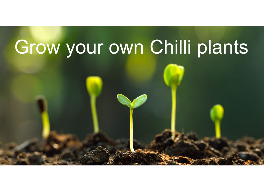 Grow your own super hot chilli plants