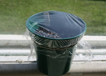 seeds-condensation-7-aj-web_orig